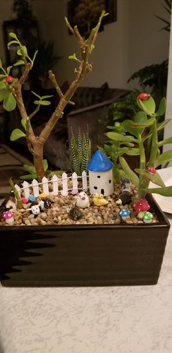 Succulent Garden Plant