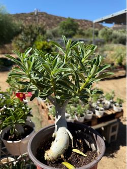 Desert Rose