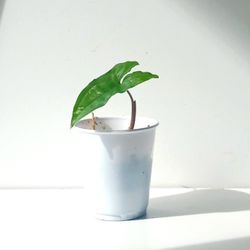 Rare White Knight Albo Variegata Arrowhead Plant/ House Plant/ Indoor Plant Flower Patio Garden