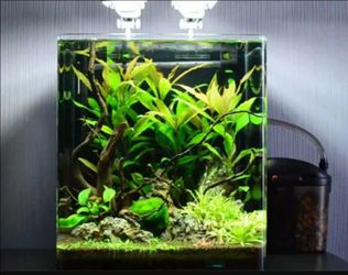 Myria Tank for sale!