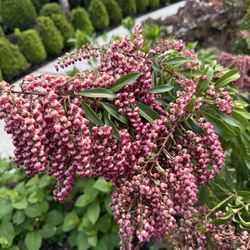 Pieris japonica - 3 Gallon