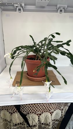 Blooming flowering cactus whit flower potted Plant live beautiful