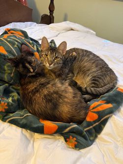 Cats