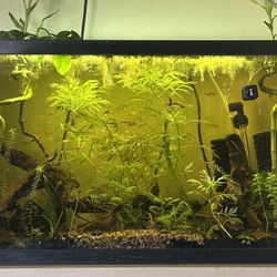 35 gallon tank