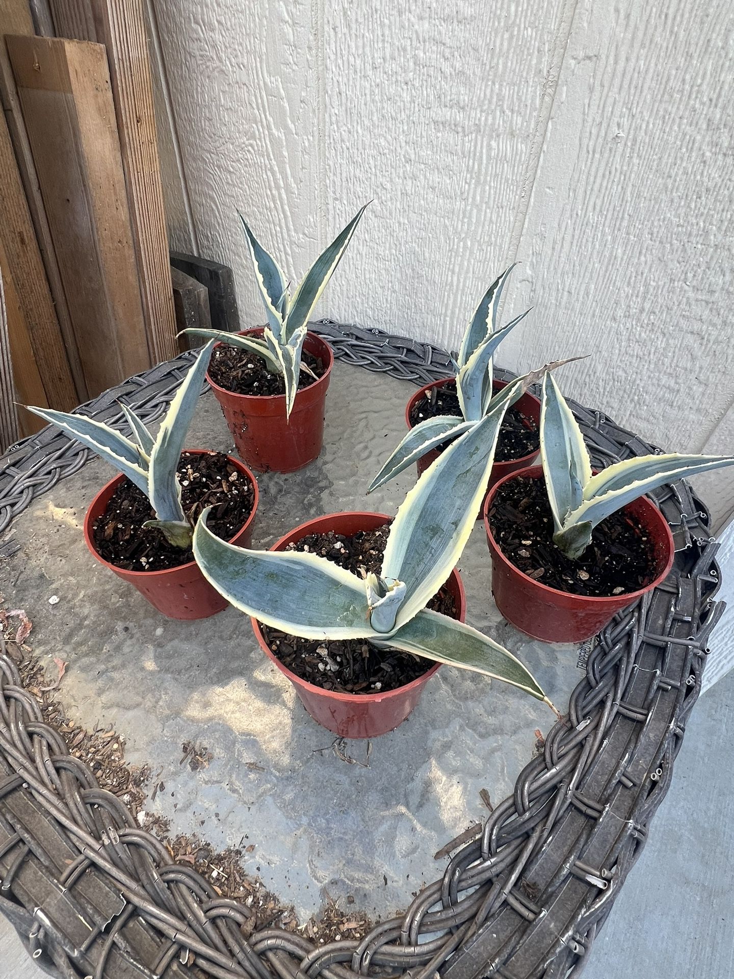 Agave Americana “marginata”