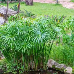 Umbrella Palm Plant for ponds, pools, or landscape