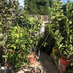 6 ft Tall Mexican Cream Guava Tree Fruited 3 Gal Pot  $120 OBO