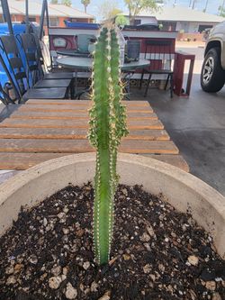 Fairy tale castle cactus