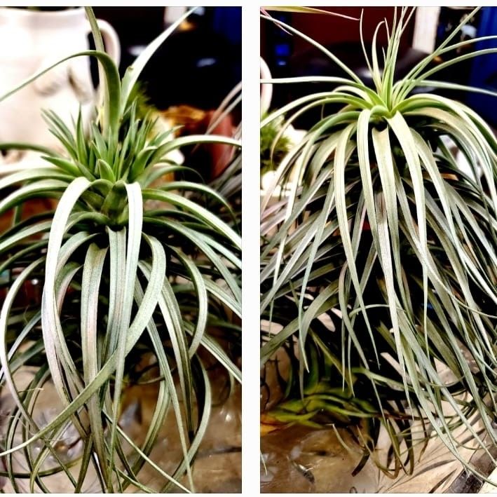 Tillandsia Air Plant -- Multiple Varieties Available