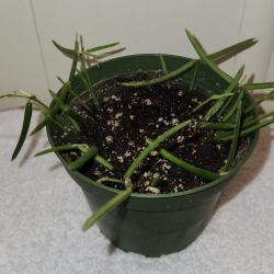Hoya Linearis Starter Plant 
