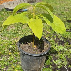 Avocado Tree