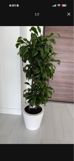 Planta