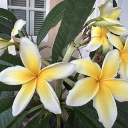 Plumeria 