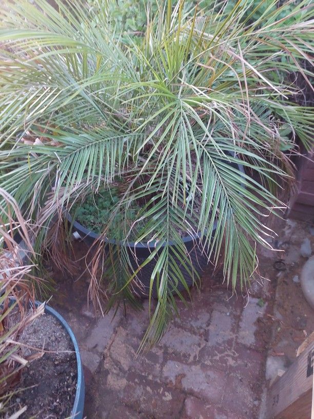 Three palm trees