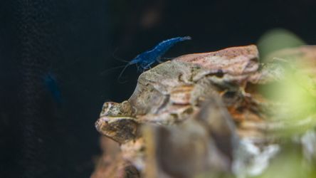 Blue Dream Neo Shrimp