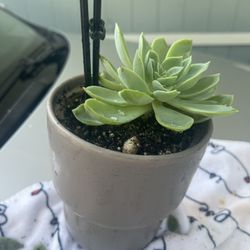 Soculenta