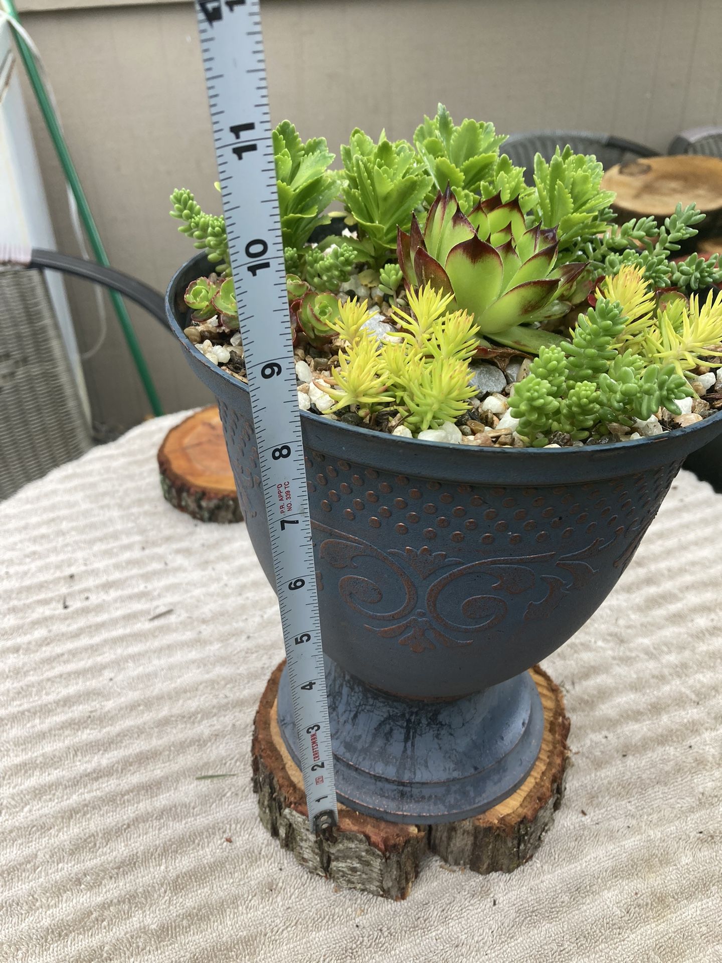 Succulents With Vase And Wood