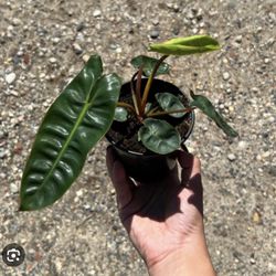 Philodendron Jose Bueno Live Plant 