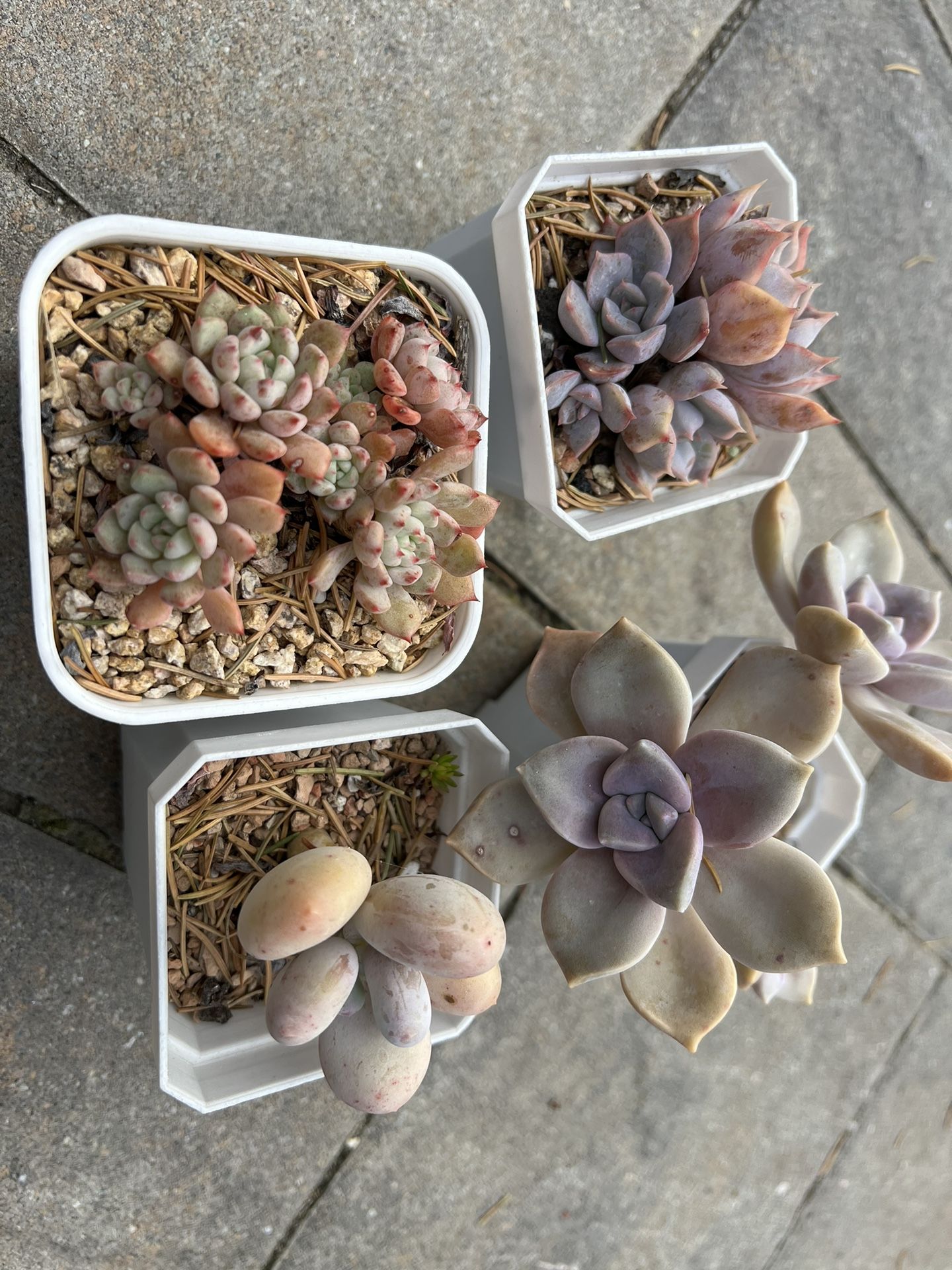 Succulents