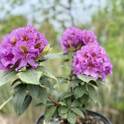 🪴 🌸 Dandy Man Pink Flowers 🌸 🪴 