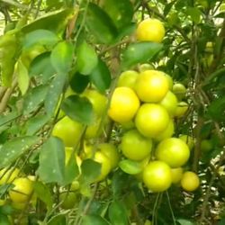 Arbol De Lima Dulce