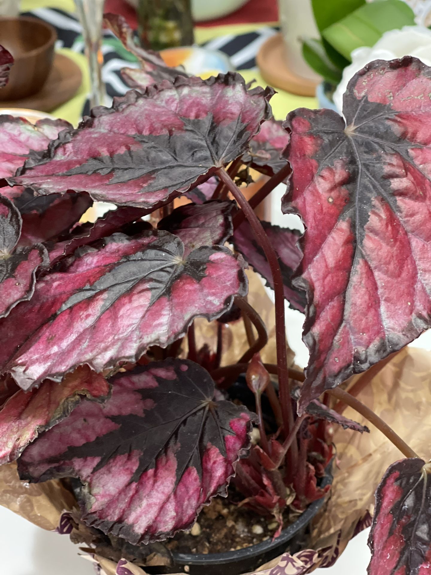 Begonia Variegated Leaves In 4 Inches Pot