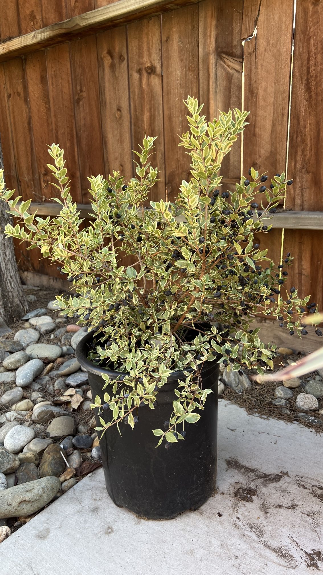 New Plant
