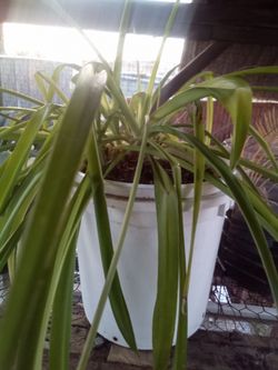 THE "CLEAN AIR" plant!
INVIERTE EN TU SALUD: ¡La Planta "Mala Madre" de Aire Puro y Cero Estrés!