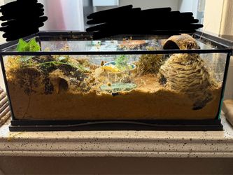 5 gallon tank + accessories