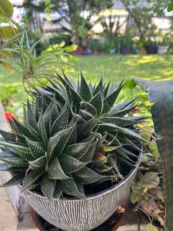 Planta