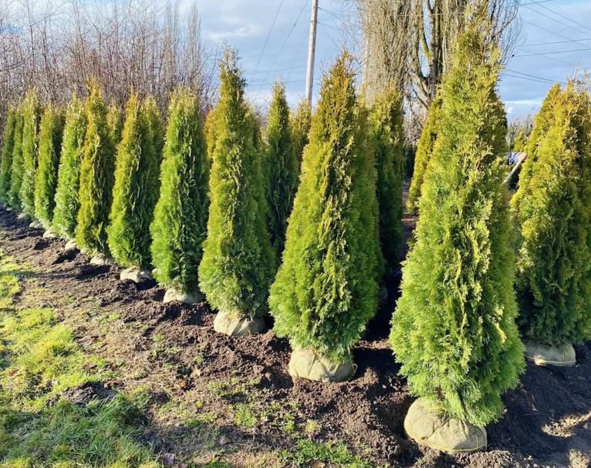 Privacy Trees Free Delivery