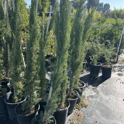 5gal Italian Cypress 