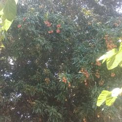 Lychees Sweetheart Lychees For Sale 10$ A Pound