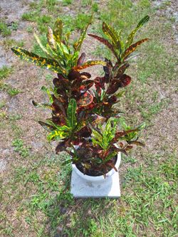 Potted Batik Croton (Codiaeum Variegatum Batik)
