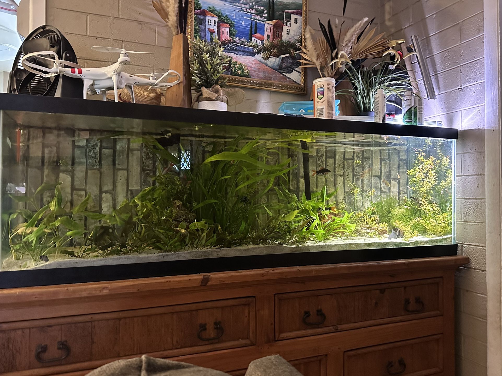 Fish Tank