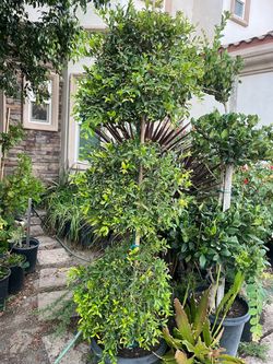 Juju is planta