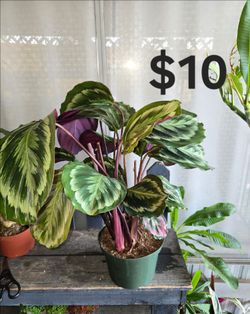 Calathea