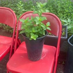 Live Plant Pepper Mints 