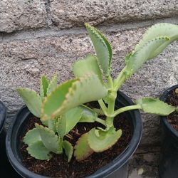 Kalanchoe 'Mother Of Thousands' Plant w/ Seedlings! 2 Plants In 1 Container