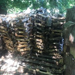 Firewood stacks