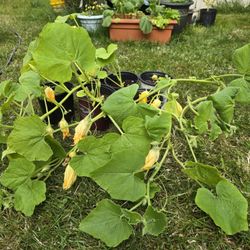 Organic Red Kuri Squash Plants 