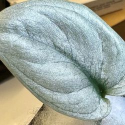 Scindapsus Sp Borneo Super Silver