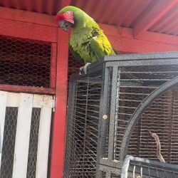 Mc Caw Bird