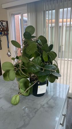 Hoya obovata very healthy green plant blooms pink and white flowers