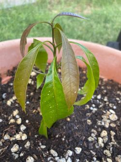 🍎 Fruit Trees & Fruit Plants for Sale! 🍏