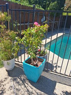 Turquoise Square Ceramic Planter with Rose Bush