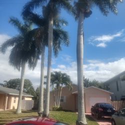 4 Palm Trees For Sale 