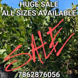 Huge Sale Clusias 6 Feet Tall Instant Privacy Hedge For Fence