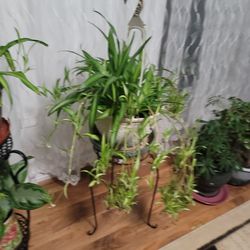 Spider plants in a large pot hanging pot