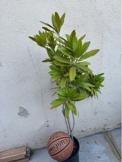 All Spice Herb Tree